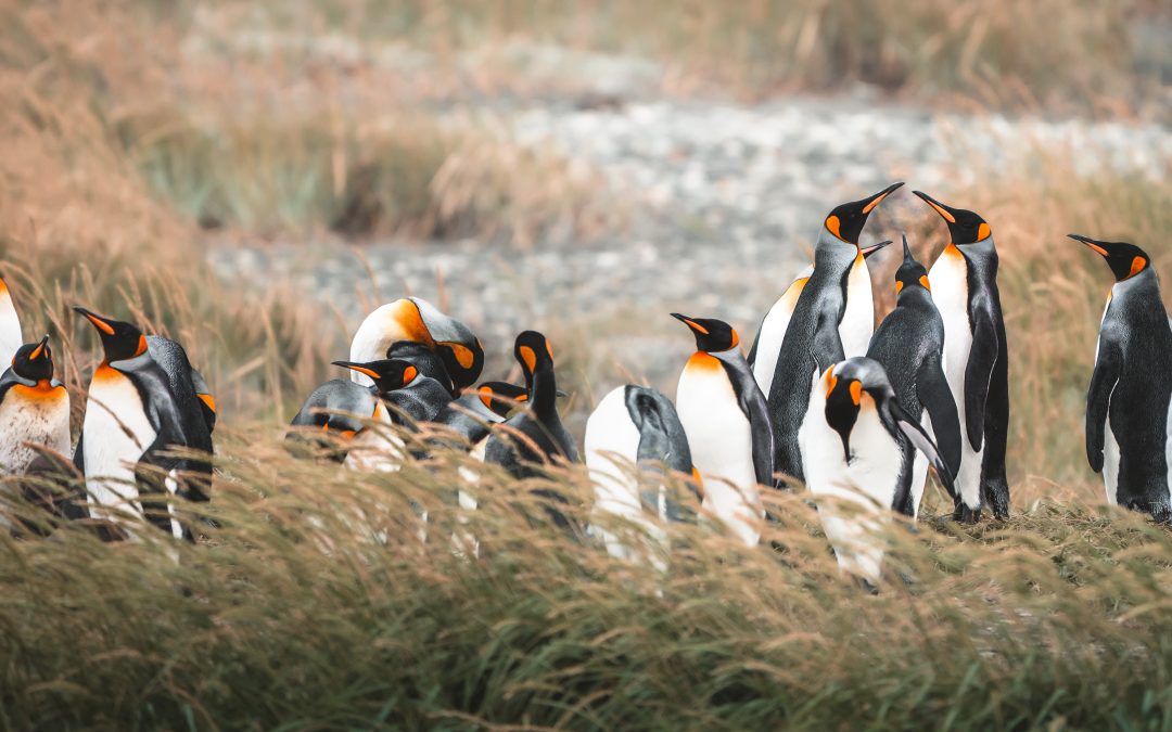 Reserva Natural Pingüino Rey