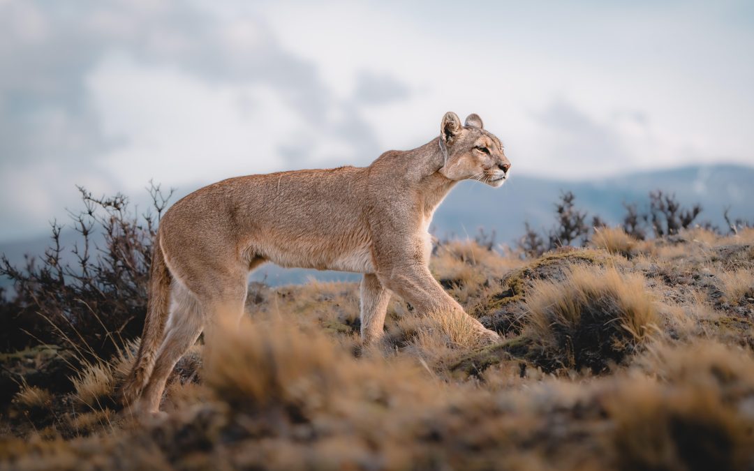 La Huella del Puma